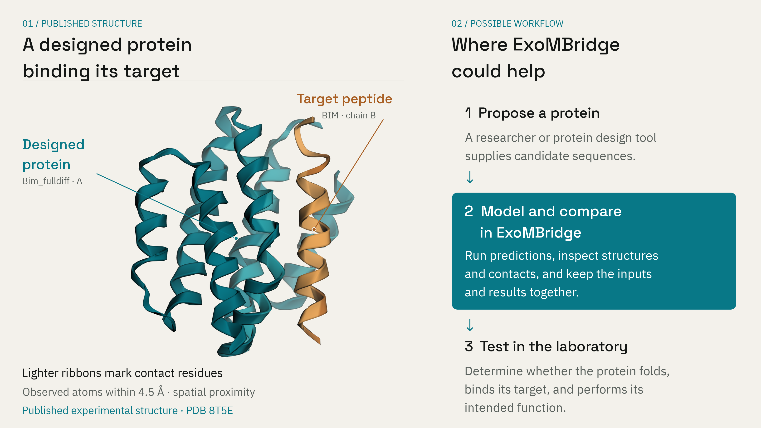 A designed protein binding its target: the published 8T5E structure shows Bim_fulldiff, chain A, beside a BIM target peptide, chain B, with their spatial contact region highlighted. A second panel shows a possible workflow: propose a protein, model and compare in ExoMBridge, then test in the laboratory.